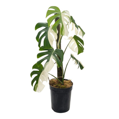 Monstera Albo Half Moon Variegated - Yume Gardens Indonesia