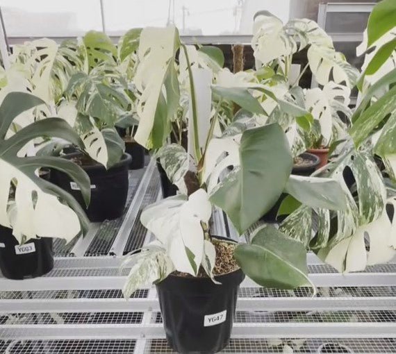 Monstera Albo Half Moon Variegated - Yume Gardens Indonesia