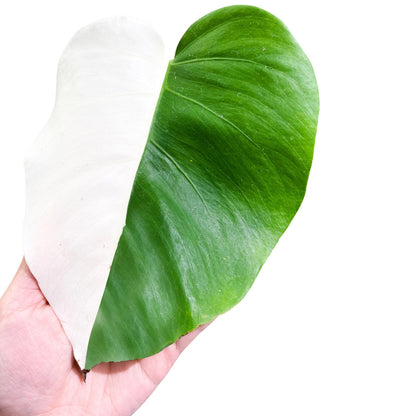 Monstera Albo Halfmoon Variegated Cutting 1 Leaf - Yume Gardens Indonesia