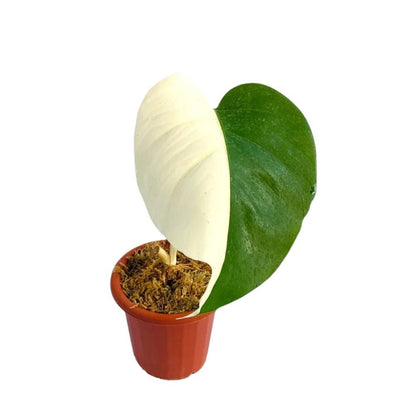 buy monstera cutting Monstera Albo Halfmoon Variegated Cutting 1 Leaf – Yume Gardens Indonesia