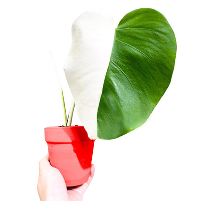 Monstera Albo Halfmoon Variegated Cutting 1 Leaf - Yume Gardens Indonesia