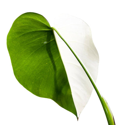 Monstera Albo Halfmoon Variegated Cutting 1 Leaf - Yume Gardens Indonesia