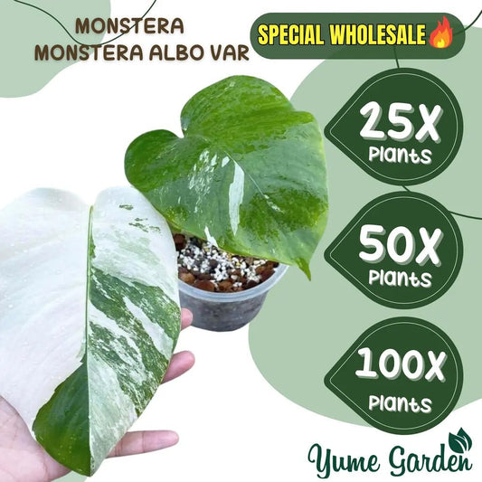 Monstera Albo Wholesale 25x 50x 100x - Yume Gardens Indonesia