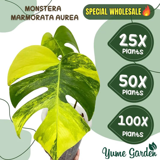 Monstera Aurea Wholesale 3 Leaf 25x 50x 100x - Yume Gardens Indonesia