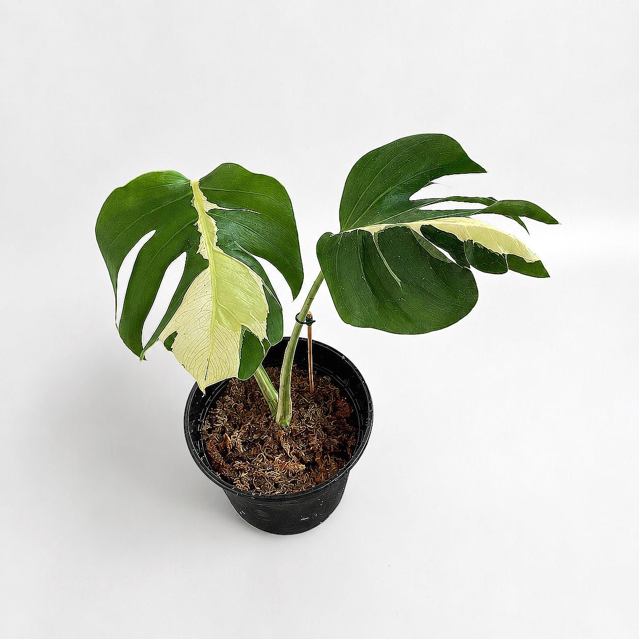 Monstera Deliciosa White Lava Variegated Rare Collector Live Plant | Yume Garden - Yume Gardens Indonesia