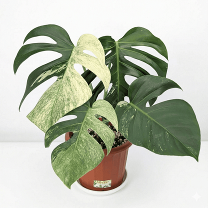 Monstera jungle mint NoiD variegated - Yume Gardens Indonesia