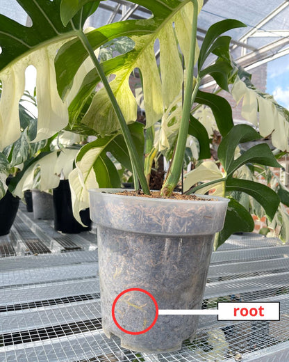 Monstera Jungle Mint Variegated - Yume Gardens Indonesia