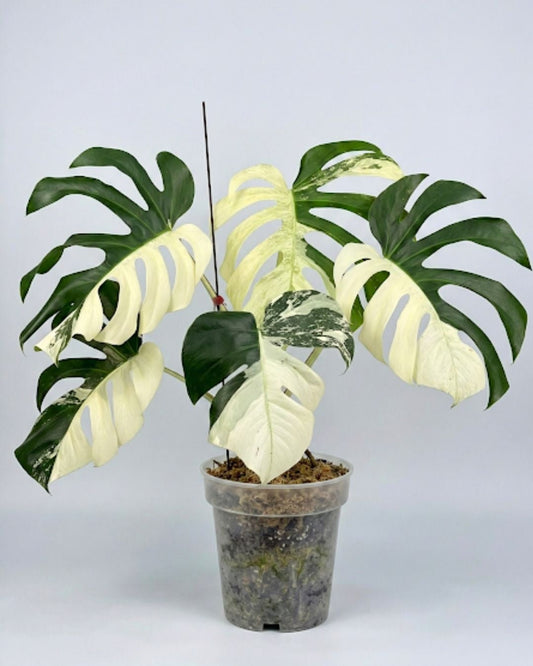 Monstera Jungle Mint Variegated - Yume Gardens Indonesia