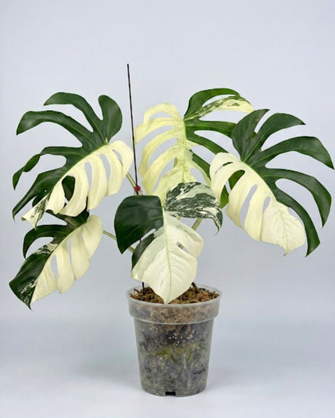monstera monteverdensis Monstera Jungle Mint Variegated – Yume Gardens Indonesia
