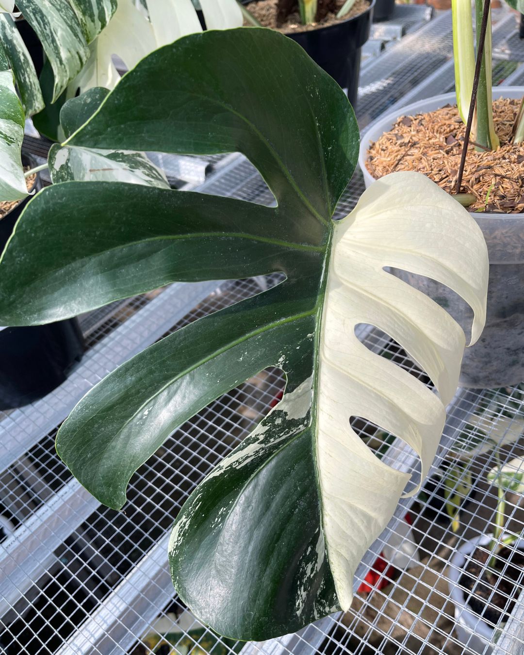 Monstera Jungle Mint Variegated - Yume Gardens Indonesia