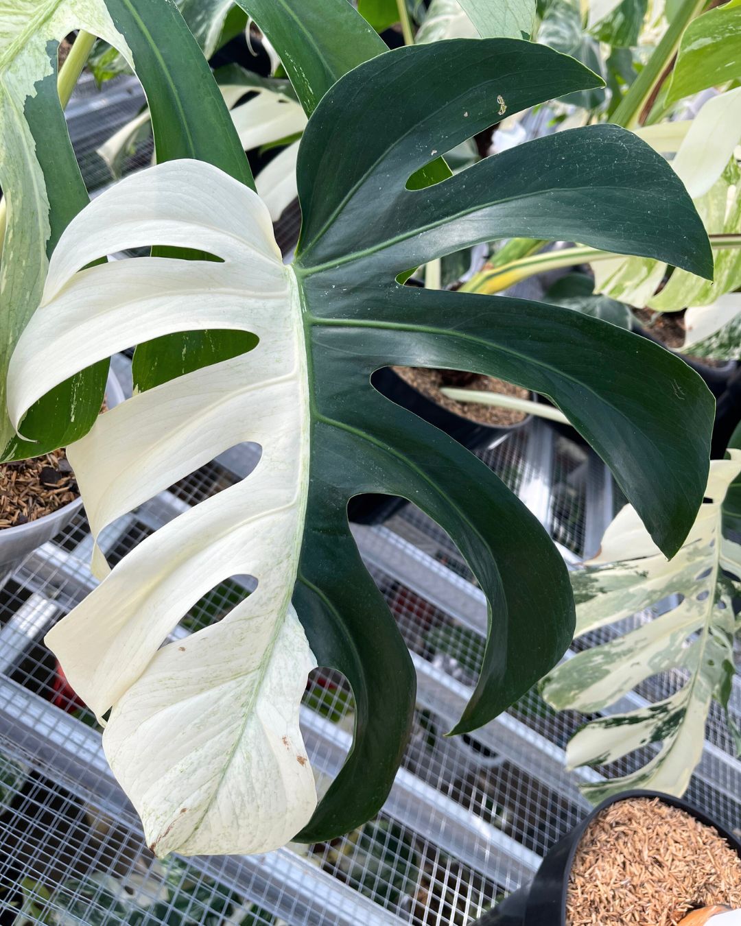 Monstera Jungle Mint Variegated - Yume Gardens Indonesia
