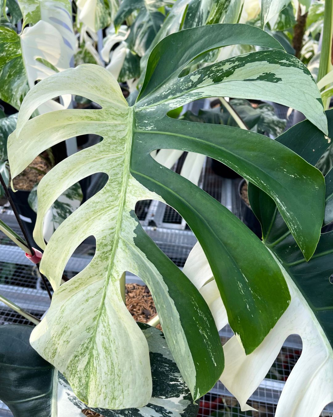 Monstera Jungle Mint Variegated – Yume Gardens Indonesia