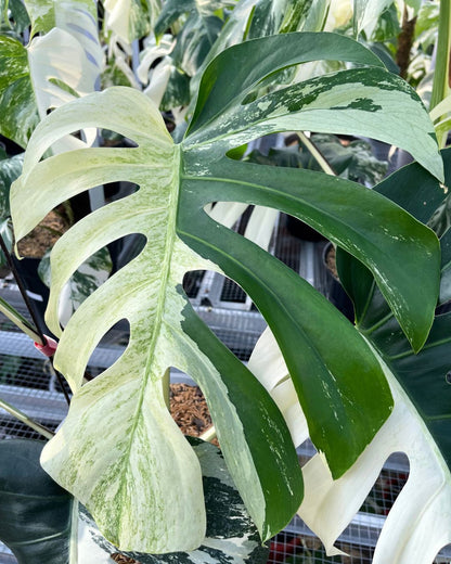 Monstera Jungle Mint Variegated - Yume Gardens Indonesia