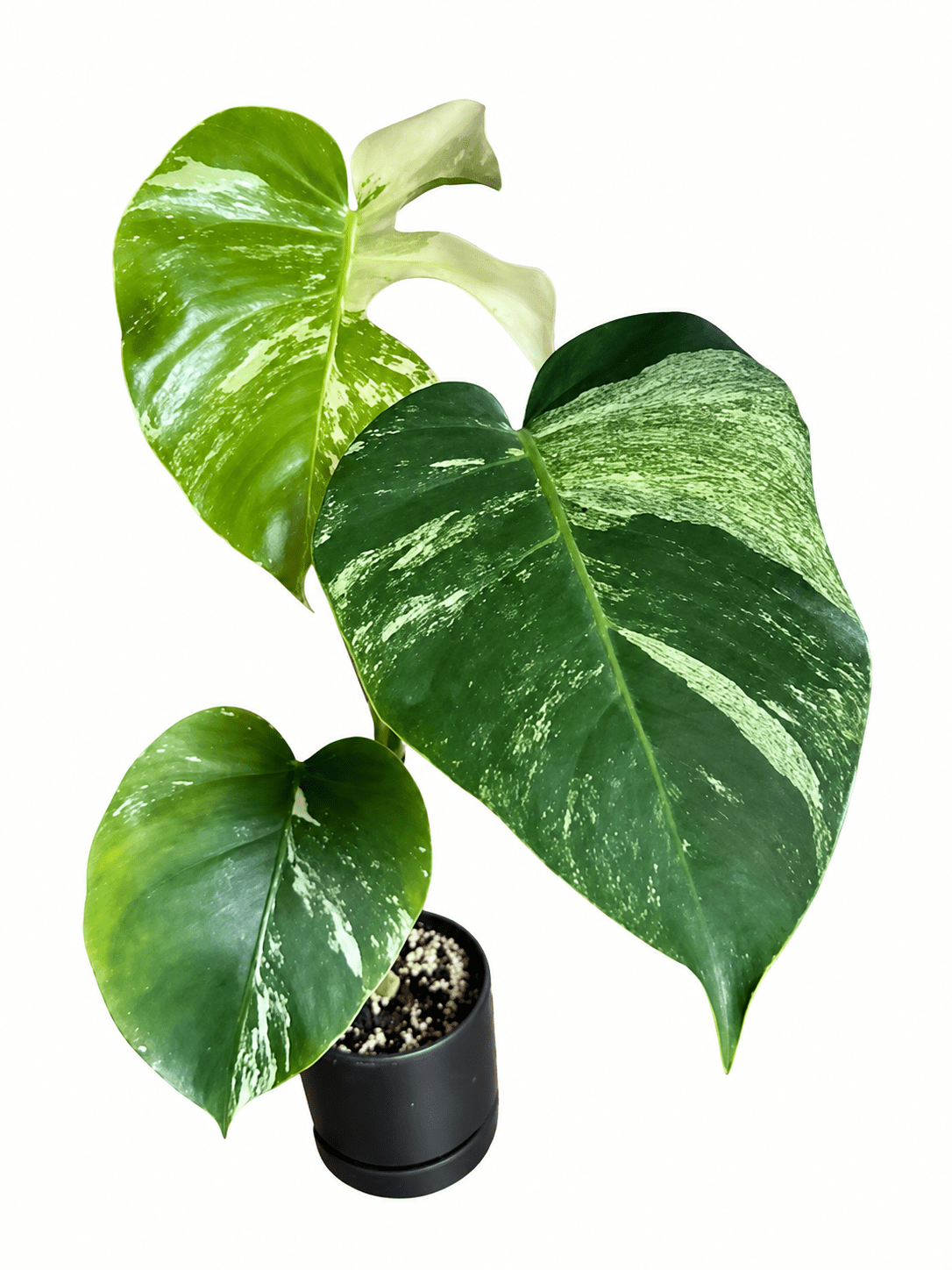 Monstera Jungle Mint Variegated For Shelley - Yume Gardens Indonesia