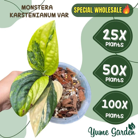 Monstera Karstenianum 3 Leaf Wholesale 25x 50x 100x - Yume Gardens Indonesia