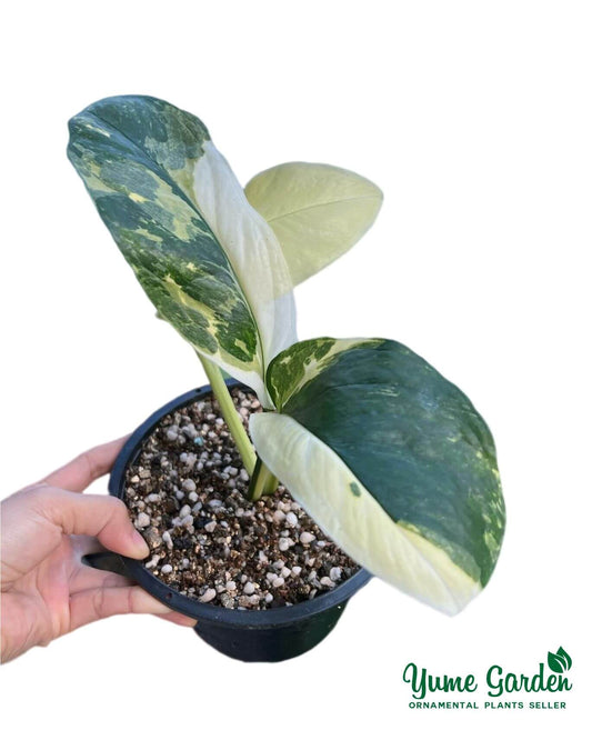 Monstera Lechleriana Variegated Wholesale With Good Prices - Yume Gardens Indonesia