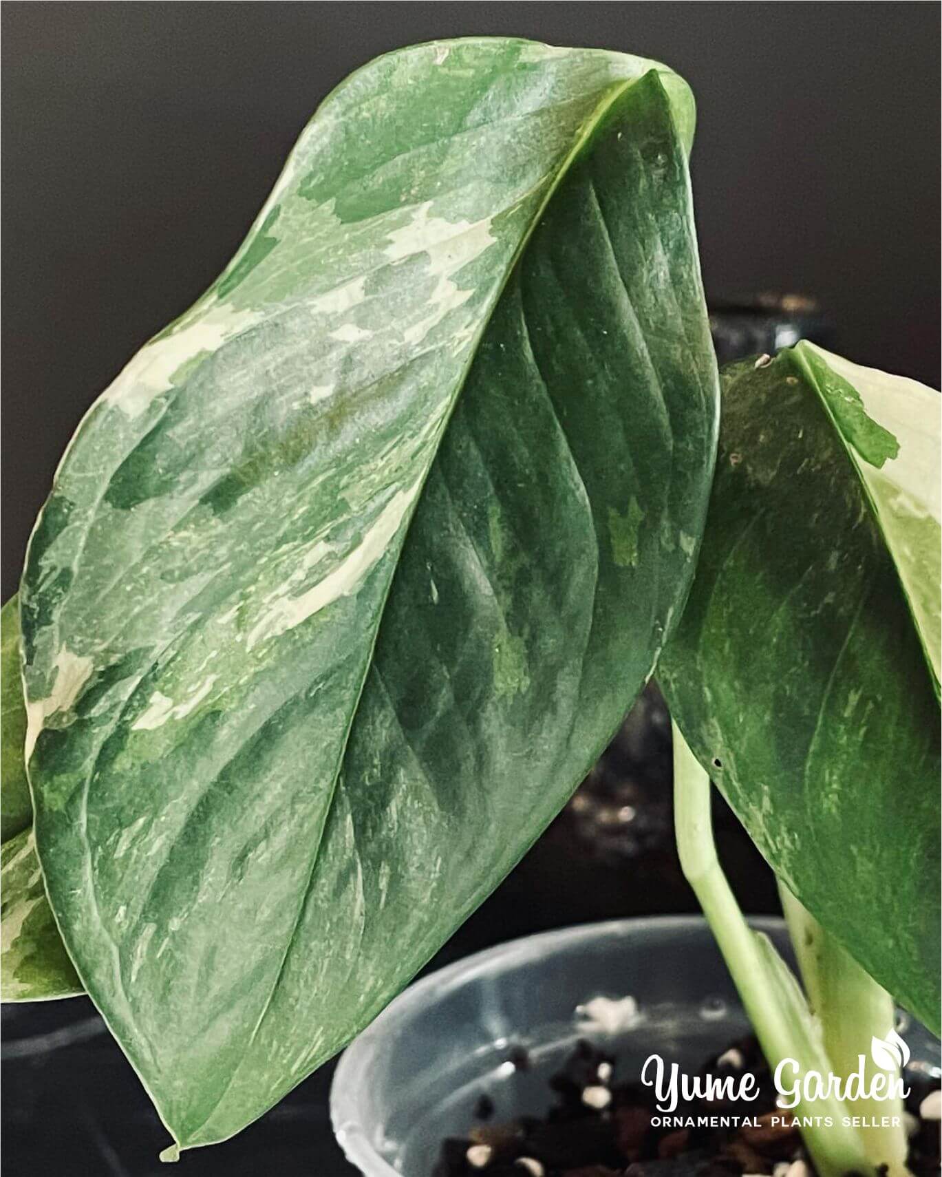 Monstera Lechleriana Variegated Wholesale With Good Prices - Yume Gardens Indonesia