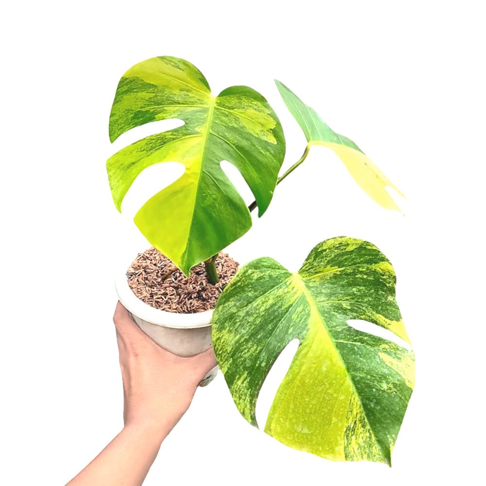 Monstera Marmorata Variagated - Yume Gardens Indonesia