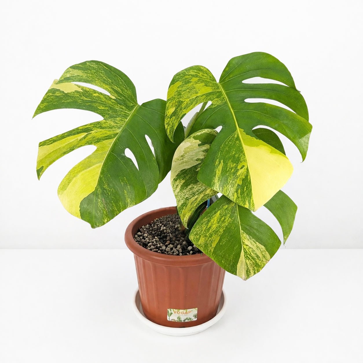 Monstera Marmorata Variagated - Yume Gardens Indonesia