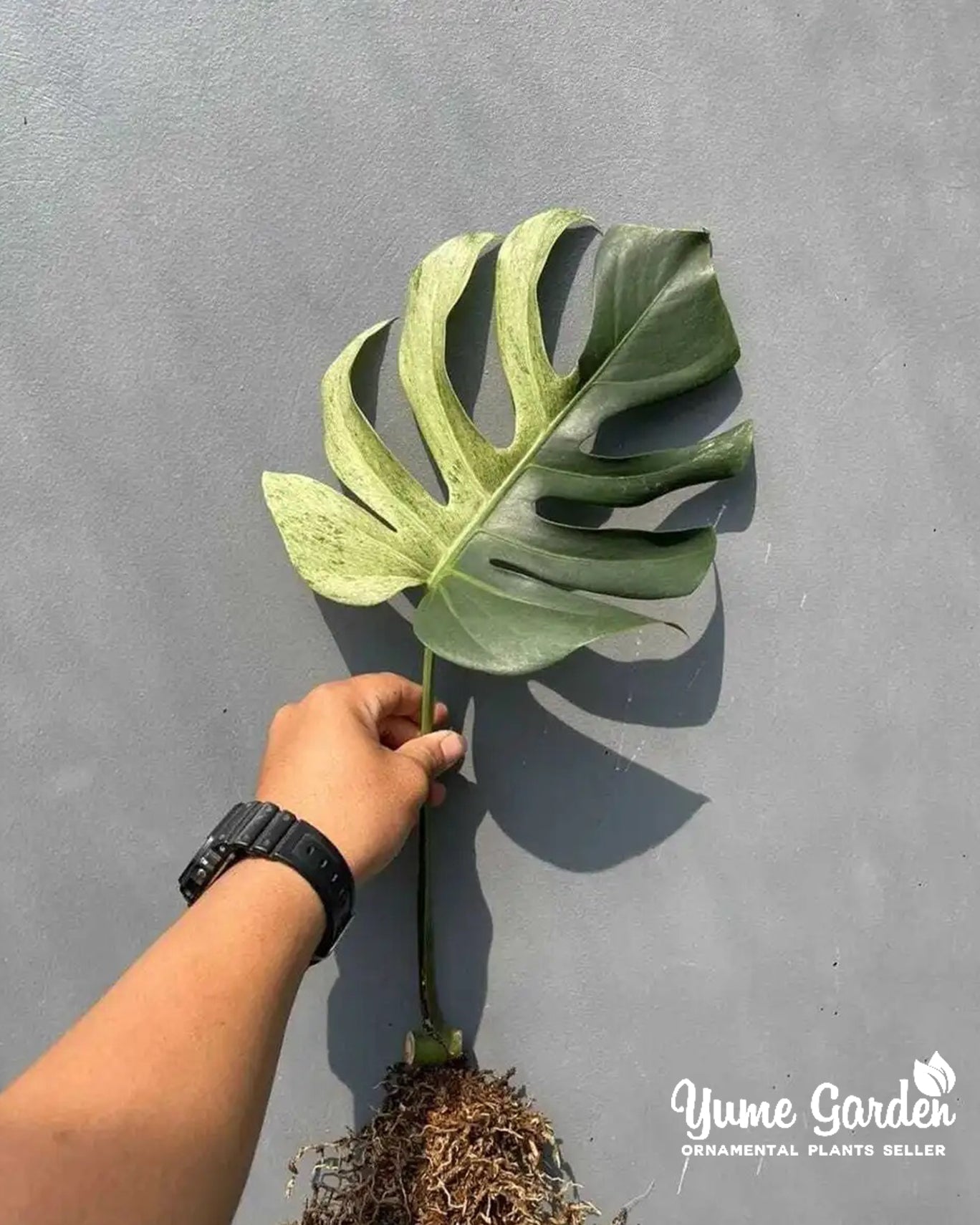 Monstera Mint Variegated - Yume Gardens Indonesia