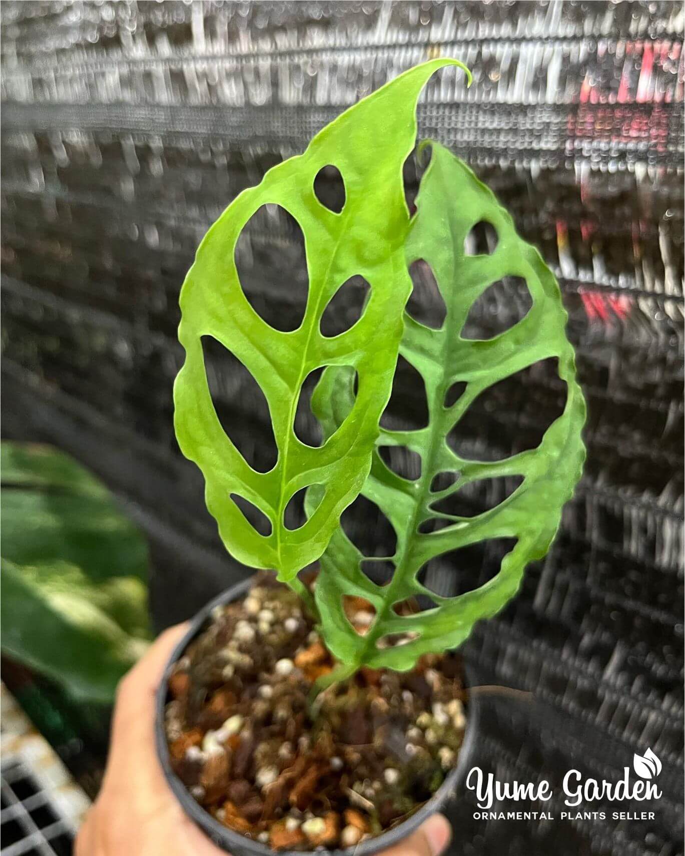 Monstera Obliqua For Wholesale With Good Prices - Contact Us by Whatsapp - Yume Gardens Indonesia