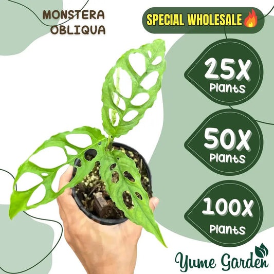 Monstera Obliqua Wholesale 25x 50x 100x - Yume Gardens Indonesia