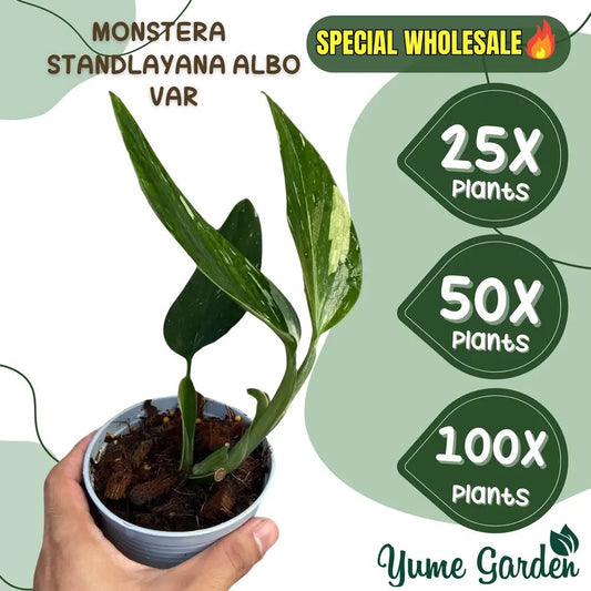 Monstera Standleyana Albo Wholesale 25x 50x 100x - Yume Gardens Indonesia