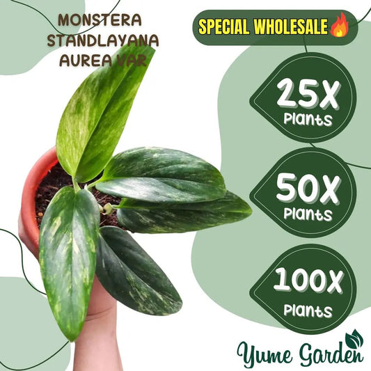 Monstera Standleyana Aurea Wholesale 25x 50x 100x - Yume Gardens Indonesia