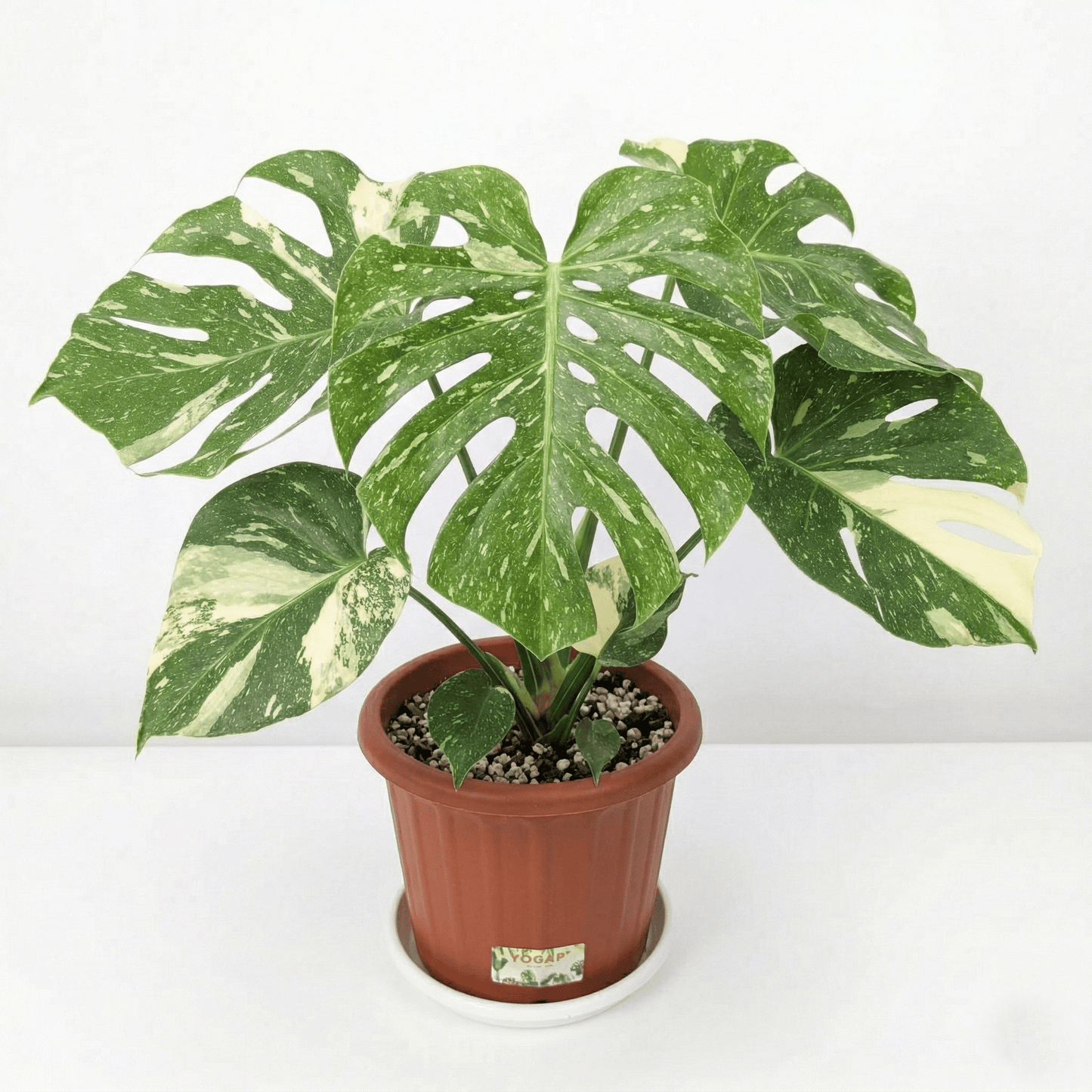 Monstera Thai Constellation - Yume Gardens Indonesia