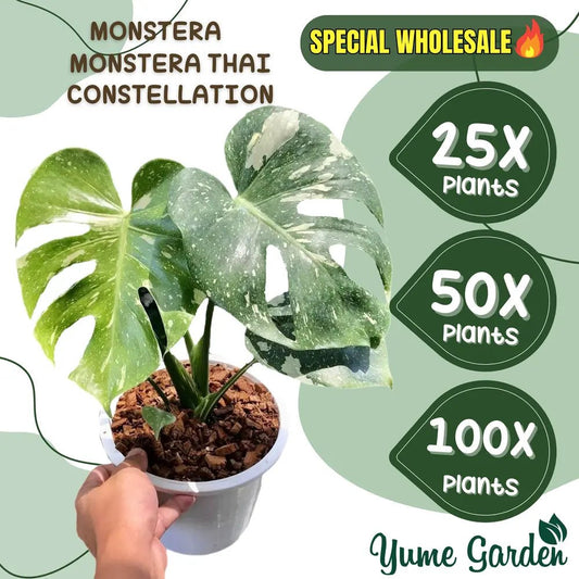 Monstera Thai Constellation Wholesale 25x 50x 100x - Yume Gardens Indonesia