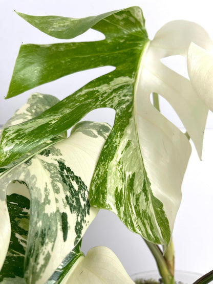 Monstera Variegated 4 - 5 Leaf Live Plant – Rare Indoor Tropical Houseplant, Healthy Rooted - Yume Gardens Indonesia