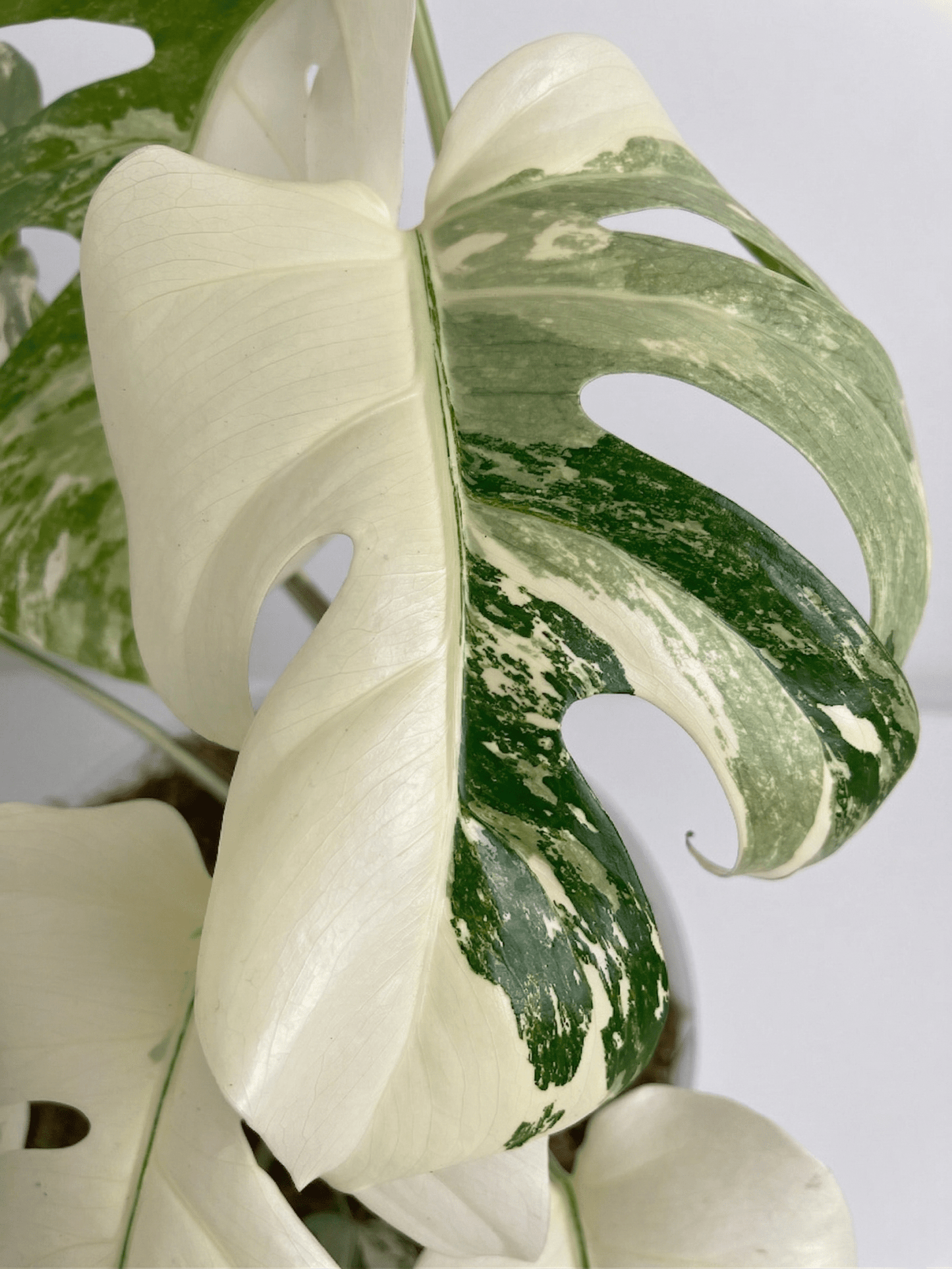 Monstera Variegated 4 - 5 Leaf Live Plant – Rare Indoor Tropical Houseplant, Healthy Rooted - Yume Gardens Indonesia