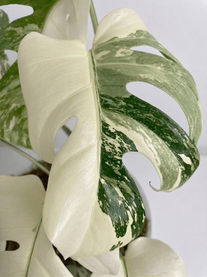 Monstera Variegated 4 - 5 Leaf Live Plant – Rare Indoor Tropical Houseplant, Healthy Rooted - Yume Gardens Indonesia