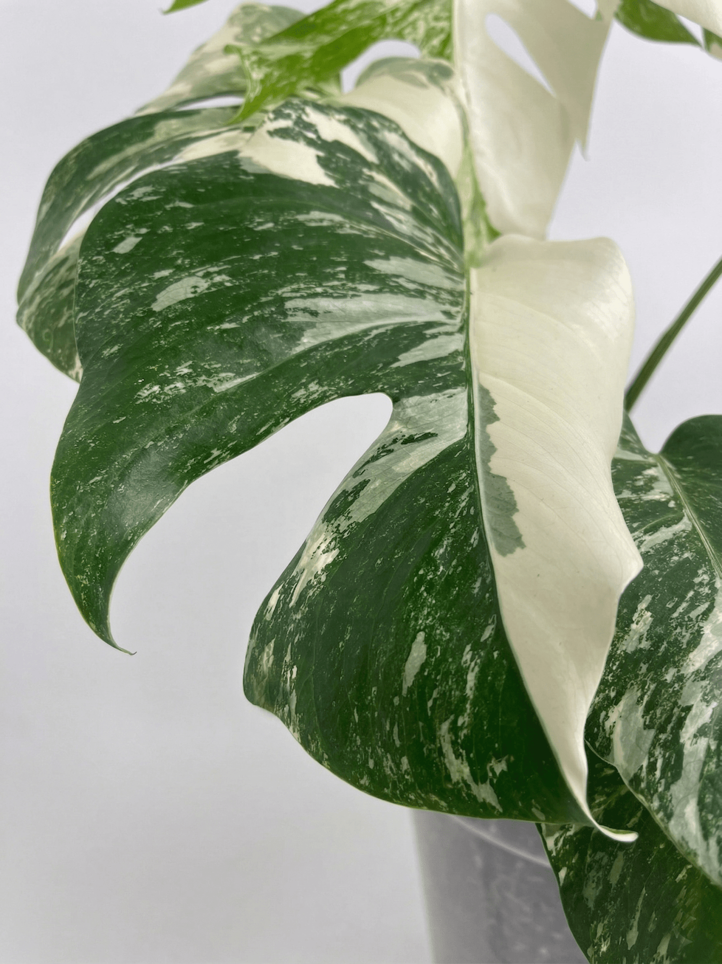 Monstera Variegated 4 - 5 Leaf Live Plant – Rare Indoor Tropical Houseplant, Healthy Rooted - Yume Gardens Indonesia