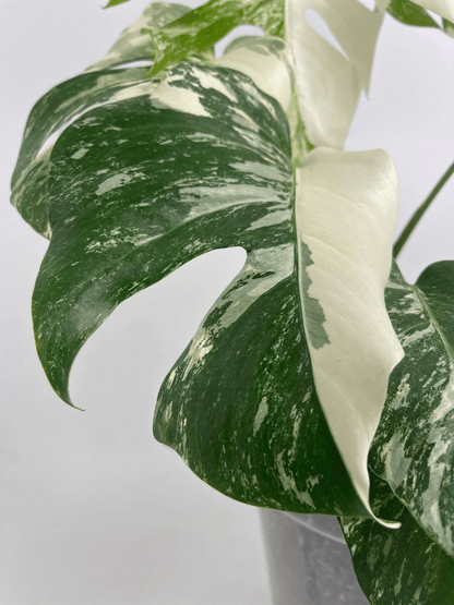 Monstera Variegated 4 - 5 Leaf Live Plant – Rare Indoor Tropical Houseplant, Healthy Rooted - Yume Gardens Indonesia