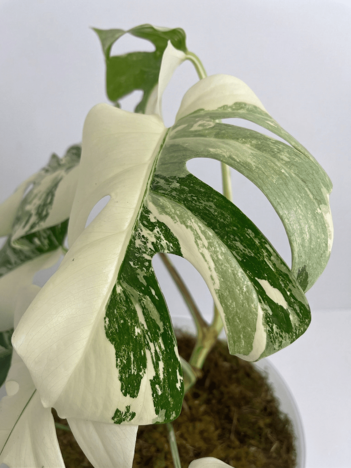 Monstera Variegated 4 - 5 Leaf Live Plant – Rare Indoor Tropical Houseplant, Healthy Rooted - Yume Gardens Indonesia