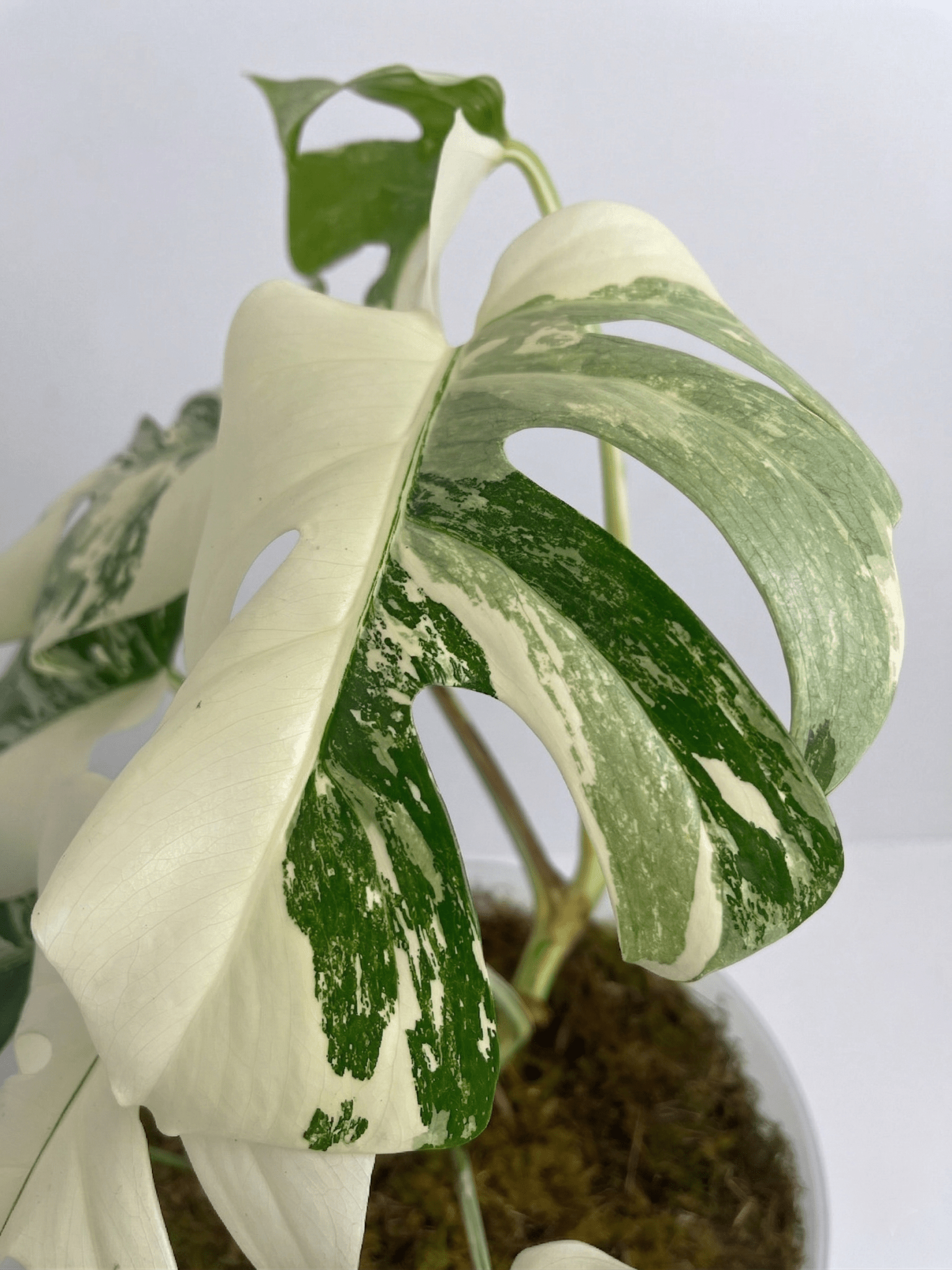Monstera Variegated 4 - 5 Leaf Live Plant – Rare Indoor Tropical Houseplant, Healthy Rooted - Yume Gardens Indonesia