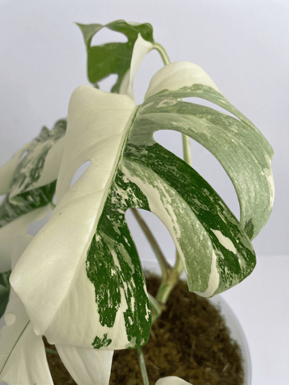 Monstera Variegated 4 - 5 Leaf Live Plant – Rare Indoor Tropical Houseplant, Healthy Rooted - Yume Gardens Indonesia