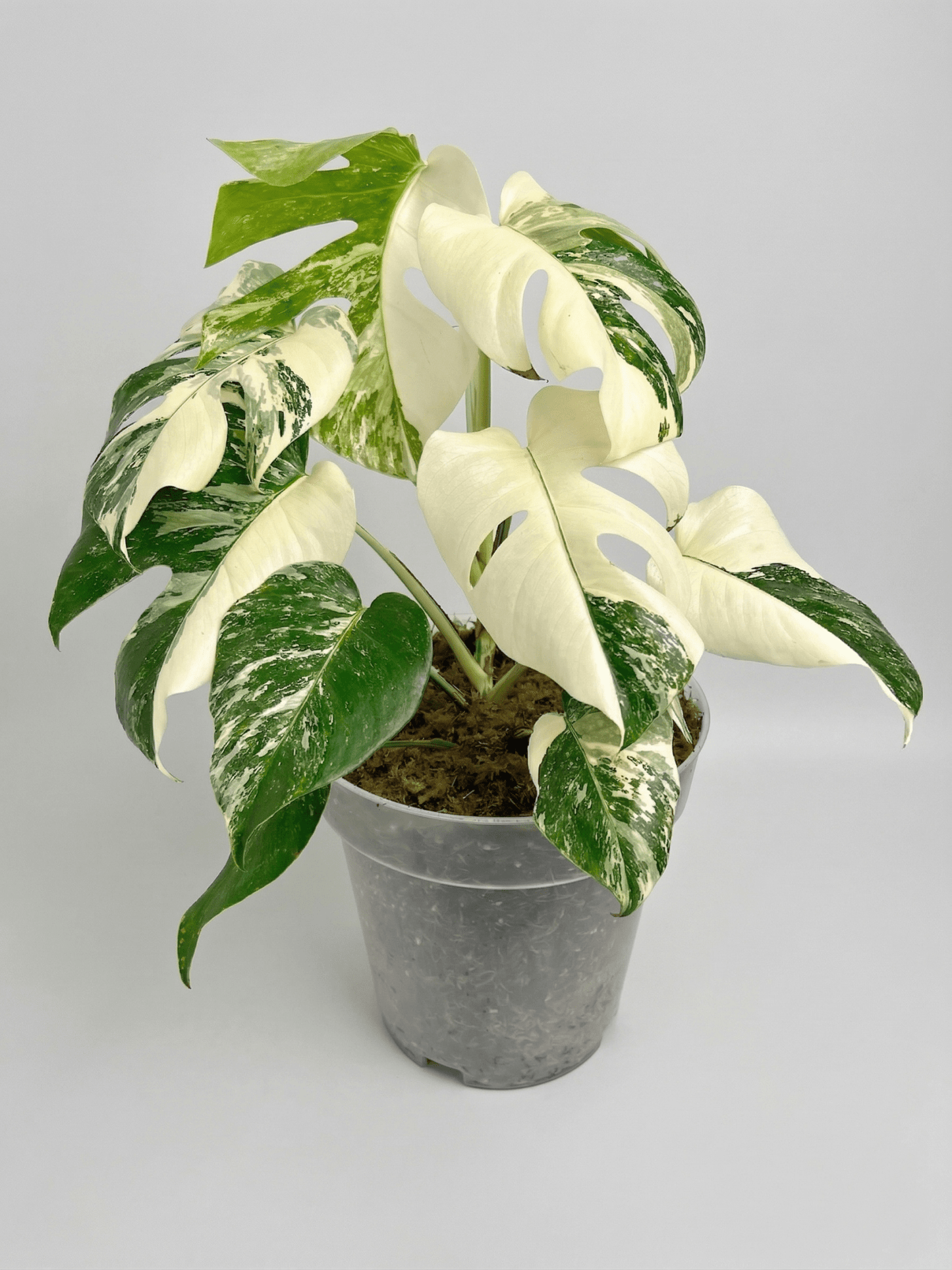 Monstera Variegated 4 - 5 Leaf Live Plant – Rare Indoor Tropical Houseplant, Healthy Rooted - Yume Gardens Indonesia