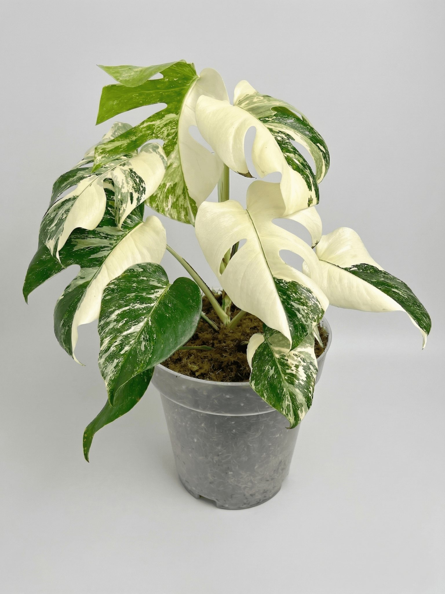 Monstera Variegated 4 - 5 Leaf Live Plant – Rare Indoor Tropical Houseplant, Healthy Rooted - Yume Gardens Indonesia