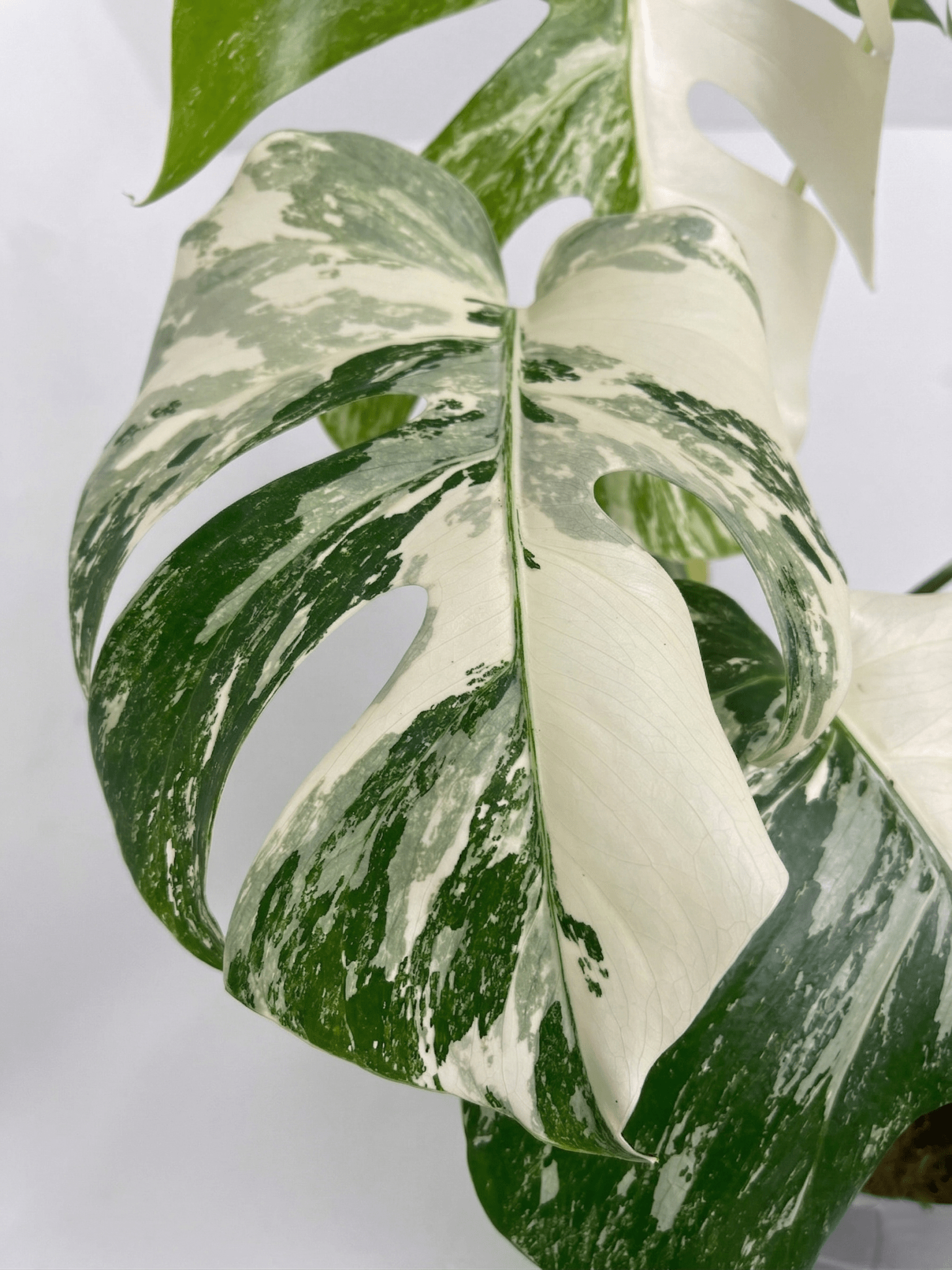 Monstera Variegated 4 - 5 Leaf Live Plant – Rare Indoor Tropical Houseplant, Healthy Rooted - Yume Gardens Indonesia
