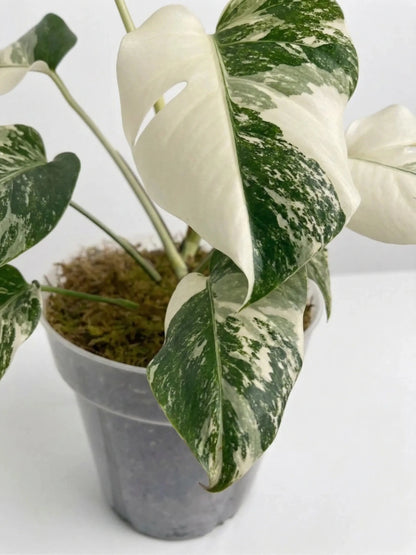 Monstera Variegated 4 - 5 Leaf Live Plant – Rare Indoor Tropical Houseplant, Healthy Rooted - Yume Gardens Indonesia
