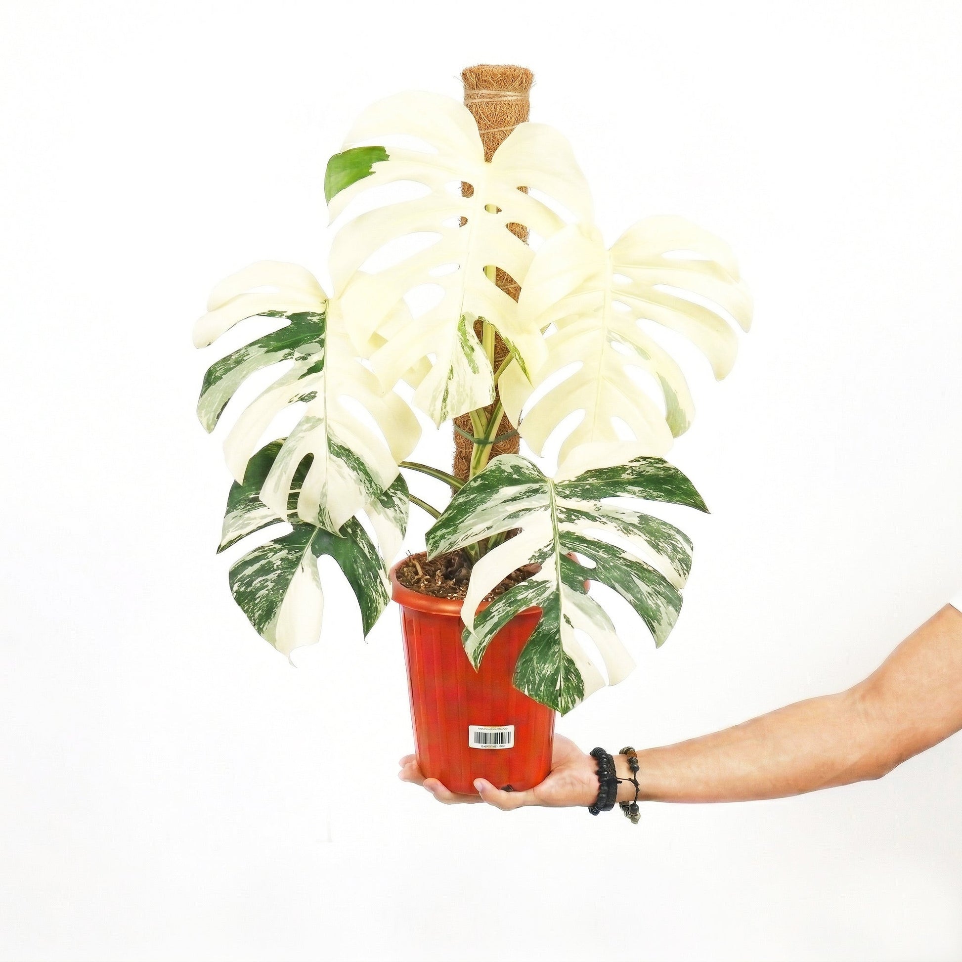 Monstera White Tiger For sale and Wholesale With Good Prices 