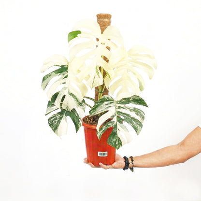 Monstera White Tiger - Yume Gardens Indonesia
