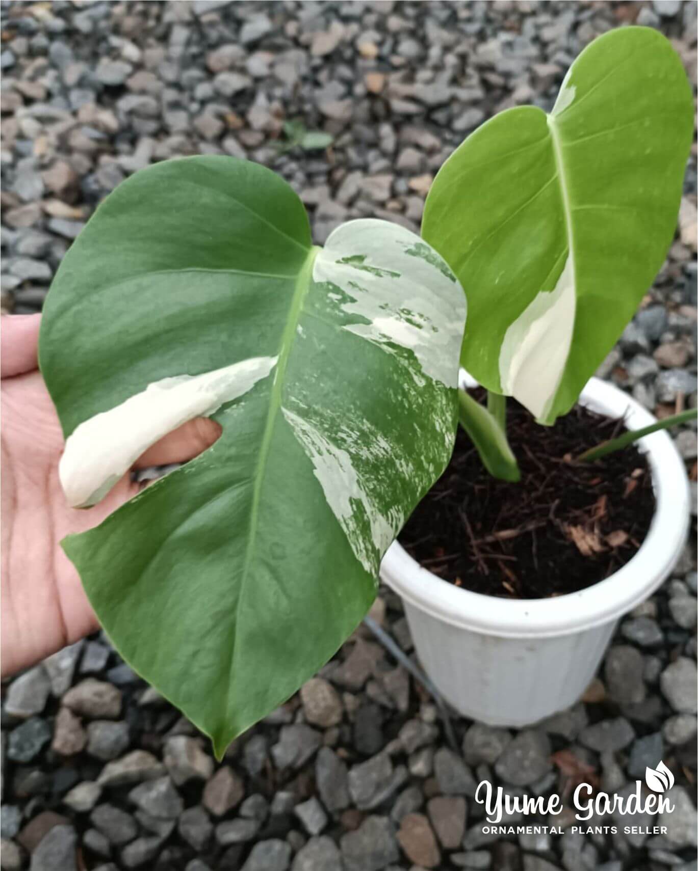 Monstera White Tiger Wholesale With Good Prices - Yume Gardens Indonesia