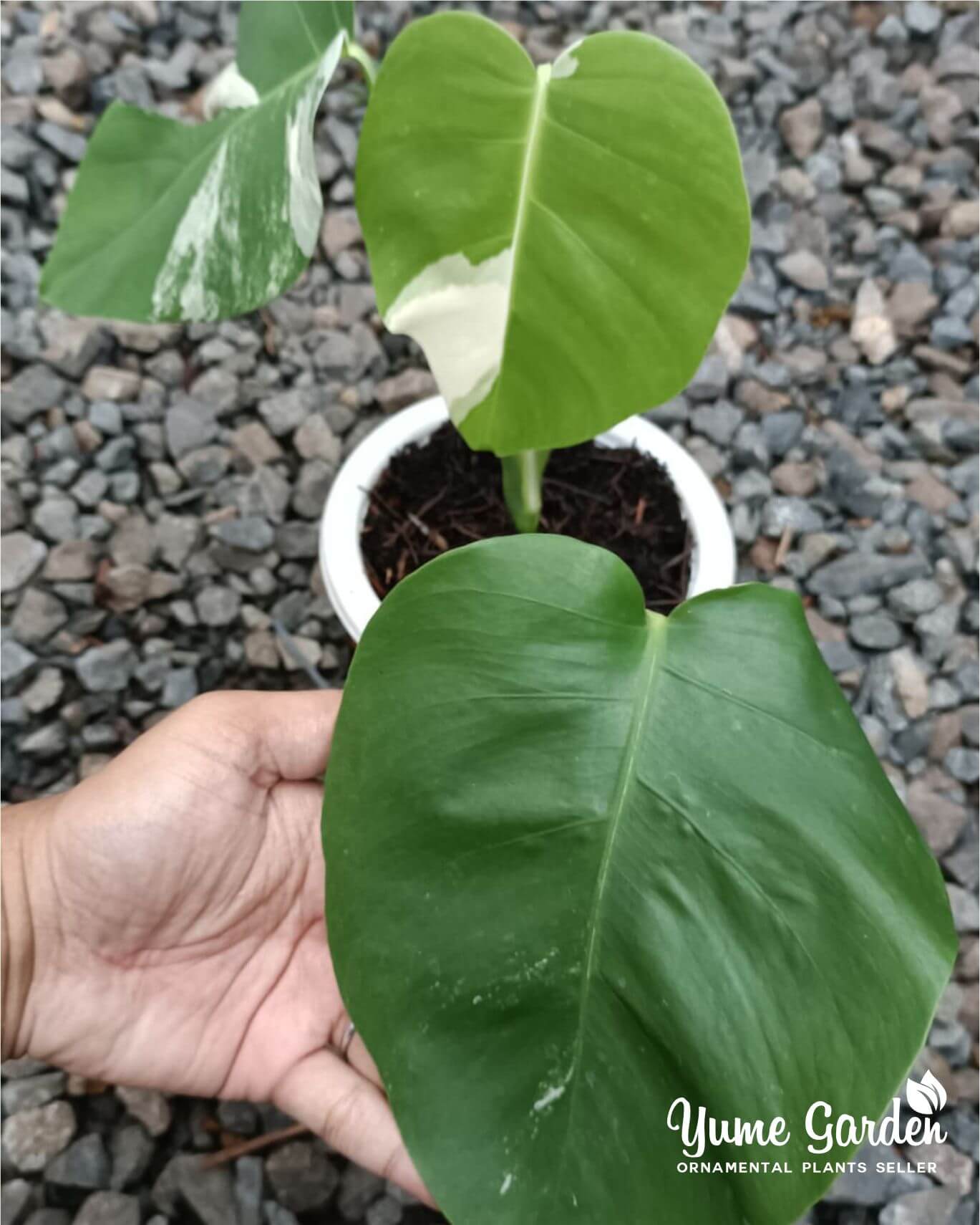 Monstera White Tiger Wholesale With Good Prices - Yume Gardens Indonesia