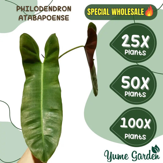 Philodendron Atabapoense Wholesale 25x 50x 100x - Yume Gardens Indonesia