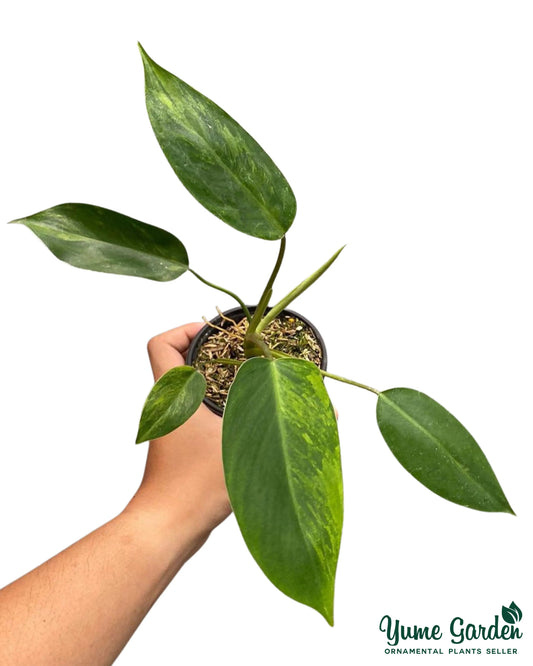 Philodendron Avocado Shake - Yume Gardens Indonesia