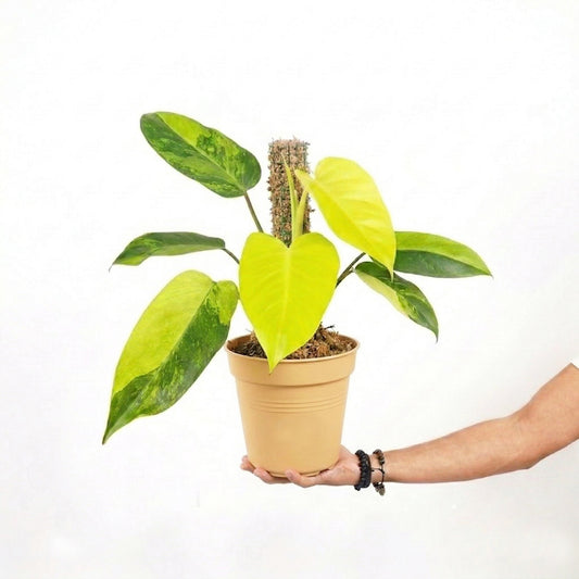 Philodendron Avocado Shake - Yume Gardens Indonesia