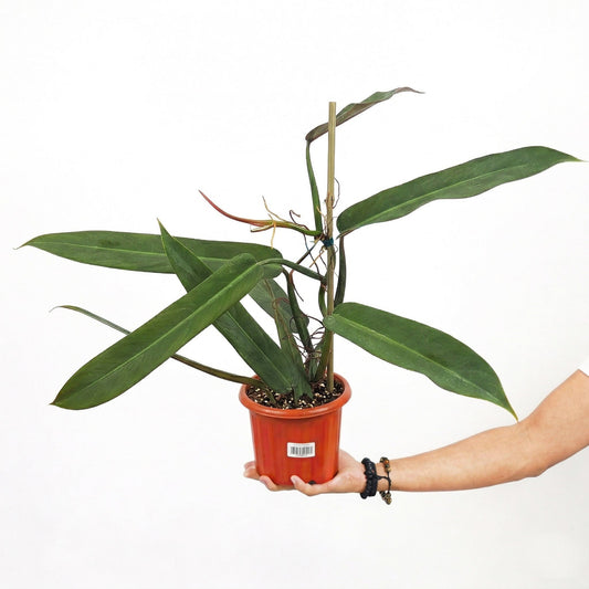 Philodendron Bicolor - Yume Gardens Indonesia